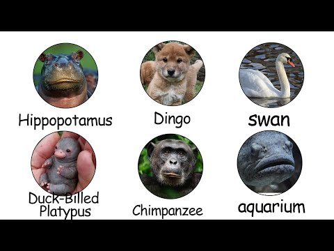 These 6 Cute American Animals Can End Your Life 😱 | Stay Alert!