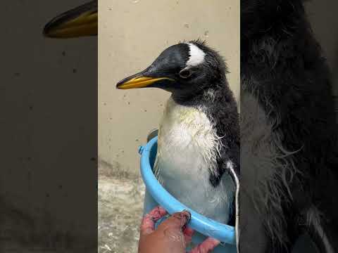 猫の動画サムネイル - 6/2ふ化🐣ジェンツーペンギン生後55日目