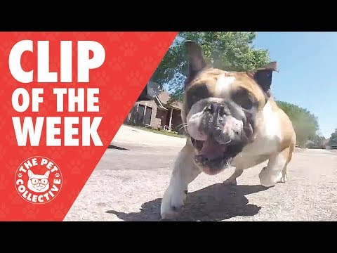 English Bulldog Chases RC Car | Pet Hack! - UCPIvT-zcQl2H0vabdXJGcpg