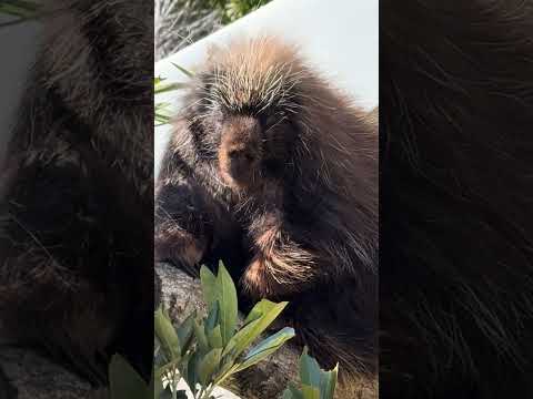 #shorts カナダヤマアラシさん　浜松市動物園　2026年2月14日  IMG 8472