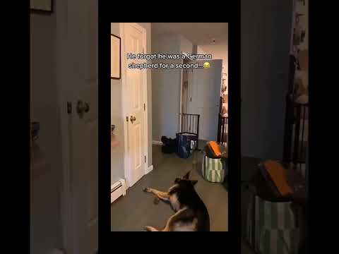 #funnydogs#cute#doglover#doglife#cure#dogshorts#pet#doglife#dogshorts#funnyanimals