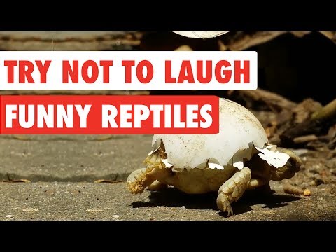 Try Not To Laugh | Funny Reptiles Video Compilation 2017 - UCPIvT-zcQl2H0vabdXJGcpg