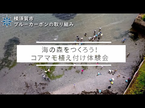 海の森をつくろう！コアマモ植え付け体験会