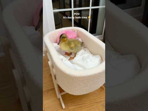 It’s ducky bath time! #bath #duck #ducks #asmrsounds #shorts