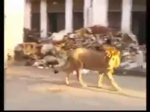 Gujranwala Kai Is Jawan Ki Lions Se Dosti Dekheay