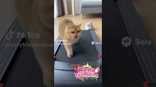KUCING TREADMILL #shorts