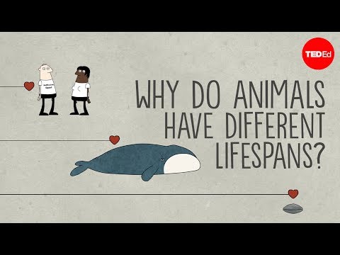 Why do animals have such different lifespans? - Joao Pedro de Magalhaes - UCsooa4yRKGN_zEE8iknghZA