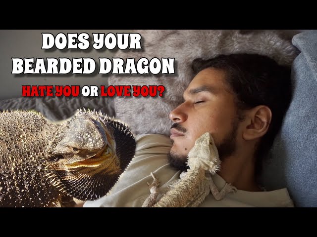 How To Tell If Your Bearded Dragon Likes You?