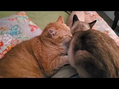Ginger and Siamese Cats Wash Each Other