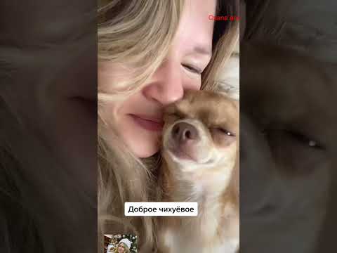 hihi  #собака #chihuahua #chihuahuafanclub #собака #funnyanimal #chiuahua  #pets #funny #yourcat