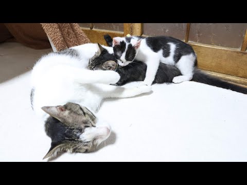 もみもみクロ 250820で楽しむ癒しの猫動画 サムネイル