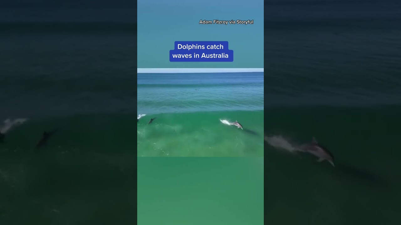 Dolphins catch waves in Australia #shorts