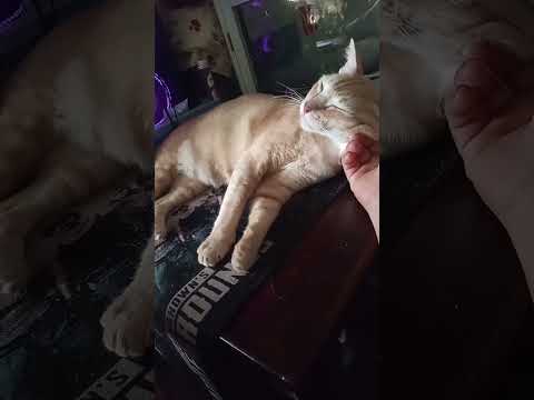 Sweet baby ##Shinkpas #famillycats #mèodễthương #meocon #sweetcat