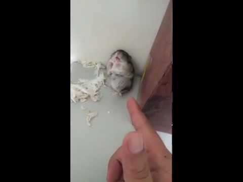 Adorable Hamster gets Shot and pretends to be dead