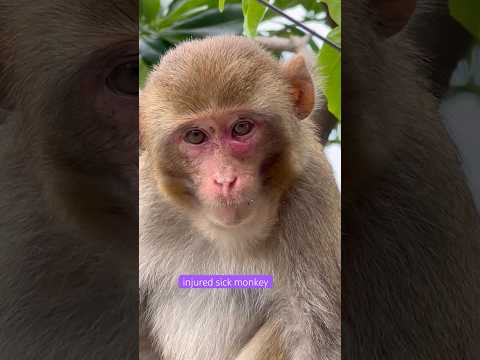 Helping the injured and sick monkey. #helpmonkey