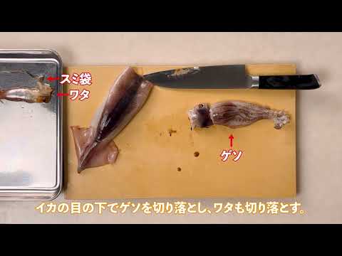 スルメイカのおろし方
