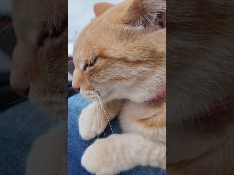 🐾フェリー降りたら即モフタイム。猫島の歓迎が尊い✨