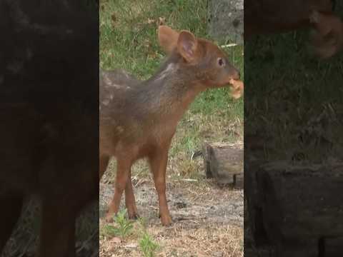 Germany zoo unveils a young pudu, one of the world’s smallest species of deer