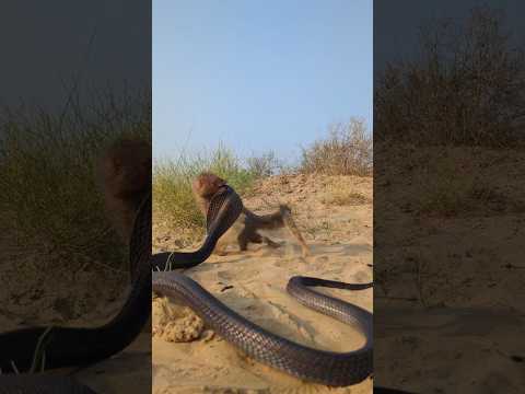 mongoos ki kelabazyan