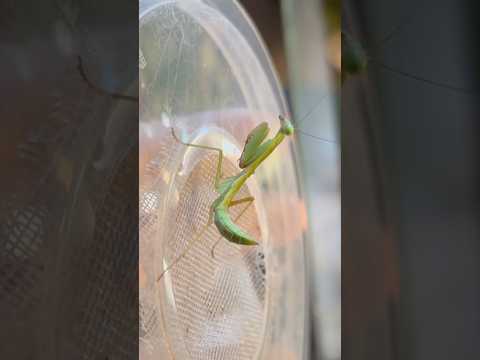Ohhhh da steht wohl eine Häutung an!😦🥰 #mantis #gottesanbeterin #terrarium
