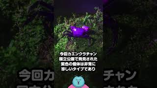 激レアすぎる「紫色のカニ」をタイで発見！あまりにも毒タイプすぎる！
