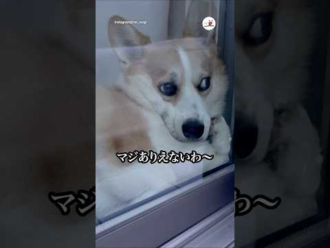 猫の動画サムネイル - 数十分だけ外出して帰宅したらこの顔😅｜PECO