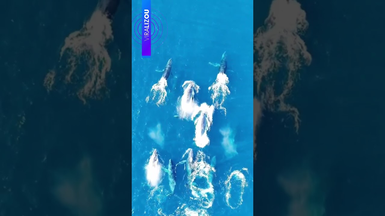 Baleias dão show na Praia Grande em Arraial do Cabo e encantam banhistas