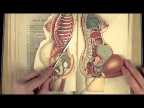 Anatomy Exhibit - Loop of Flap Book Videos