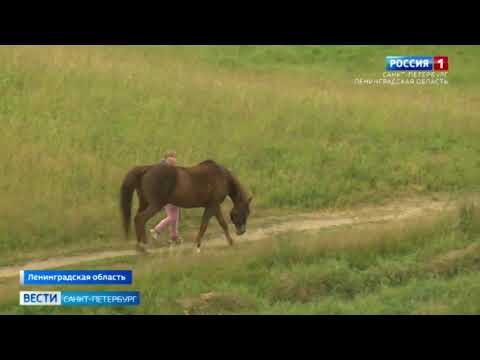 Уничтожают уникальный природный ландшафт – камовые холмы во Всеволожском районе