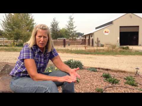 Consider Native Plants in Horse Property Landscaping