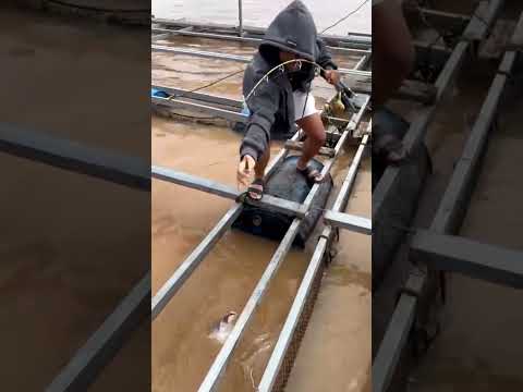 Câu cá tra sông trên bè #fishing
