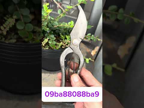 Chia sẽ giao lưu cùng ae đam mê nghệ thuật tạo tác bonsai #bonsai #bonsaiart #bonsaitools