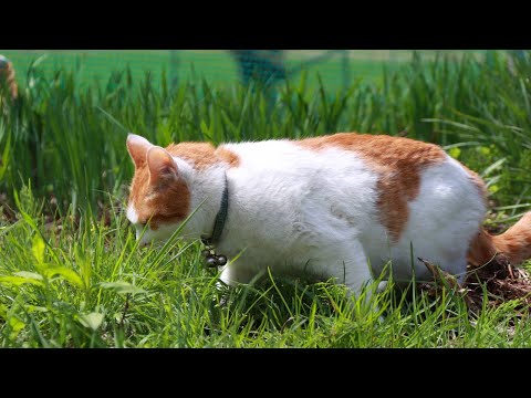 猫の動画サムネイル - 草を食べるちろとさばじろう　250521