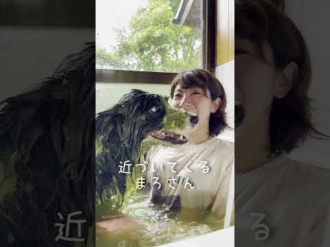 はじめて犬にハーブパックさせたら… #しろくろコリー #大型犬 #大型犬のいる生活 #可愛い #犬のいる生活 #癒し #ボーダーコリー #ボーダーコリーのまろ  #チワワ
