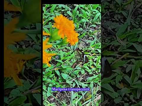 #nature #reels #vidadecampo #mariposas