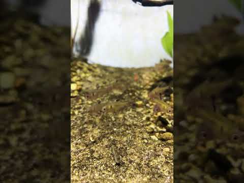 16 serpae tetra and 6 pea puffers in  quarantine t 