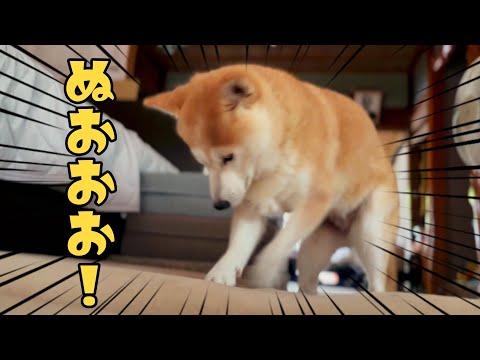 薩摩剣士に心を奪われた柴犬、穴掘り魂に火がついた！　Cool Swordsman Sparks a Shiba’s Digging Spirit