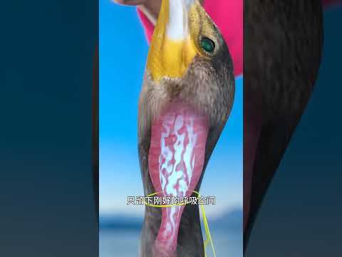 bạn đặt tiền giấy vào đồng hồ báo thức này #suthatthuvi #cothebanchuabiet