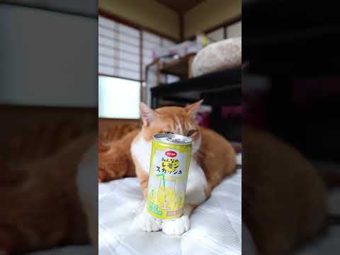 のせ猫とほっこりレモンスカッシュタイム：癒しのかわいい猫たちの動画 サムネイル