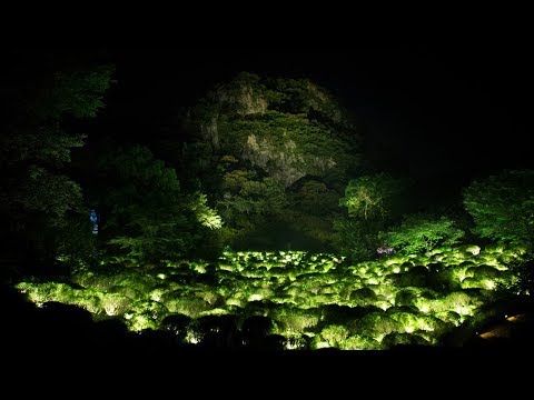 teamLab illuminates Japanese forest with digital projections