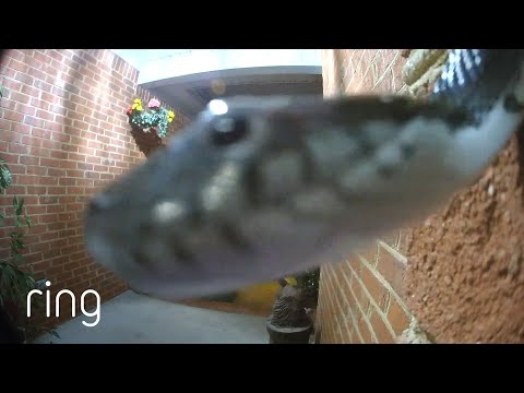 It’s Me, the Neighborhood Snake | RingTV