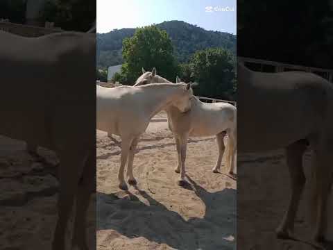 Tellement doux de venir aider à l’écurie ￼🥹🫶🏼✨#modelecapcut #equestrian #cavalierlife #ecurie 