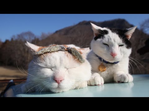 猫の動画サムネイル - うずまきLIVE配信？　放置？　朝まで？　2025年06月01日