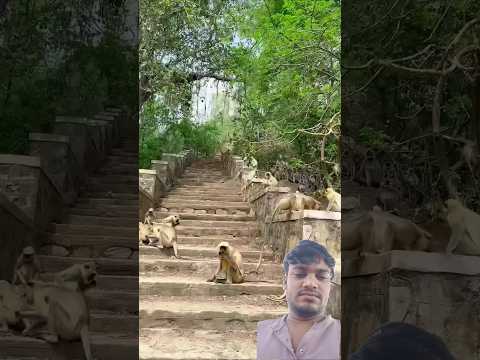 बंदर स्वागत के लिए खड़े हैं #shortsfeed #comedy #funny #funnyvideos #trending #funnyclips #reels