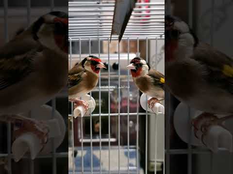 المقنينة كتوصي المقنين على سخرة ✅