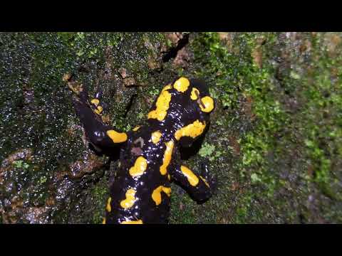 Herping in Prague - Fire Salamander, mlok skvrnitý (Salamandra salamandra), září 2025, Praha