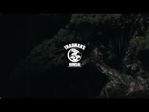 COTTON CLUB 20th Anniversary 「TRADMAN’S BONSAI × COTTON CLUB」
