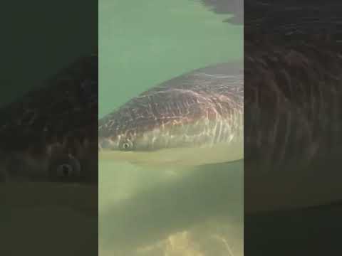 Florida Shark Encounter 🌊🐟 | Beach Vibes #florida #beach #travel #explore #shortsvideo  #shorts