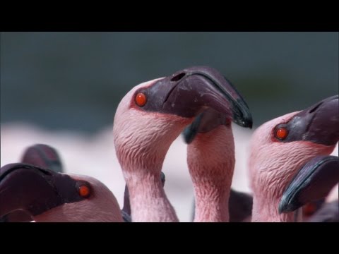 Over a Million Flamingos - The Great Rift: Africa's Wild Heart - BBC - UCwmZiChSryoWQCZMIQezgTg