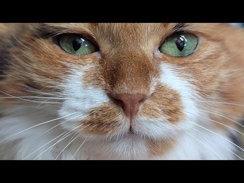 【ディス子の部屋代打】柴犬スティーブchで久しぶり配信!模様替えします。
